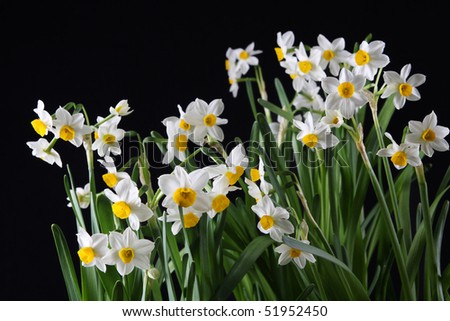 the daffodils in full bloom
