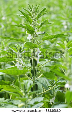 close up of the sesame seed flower in the field