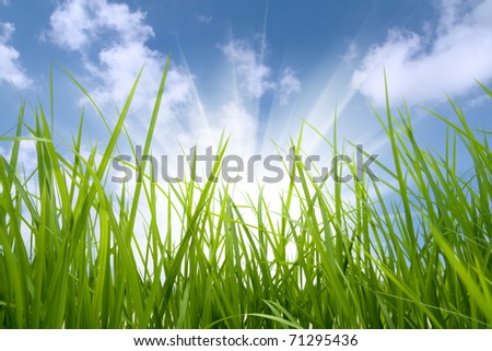 green grass and sun,environmental protection concept