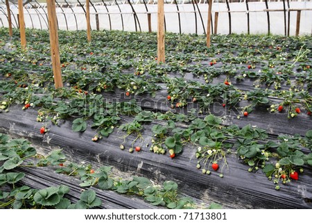 strawberry grown in the greenhouse