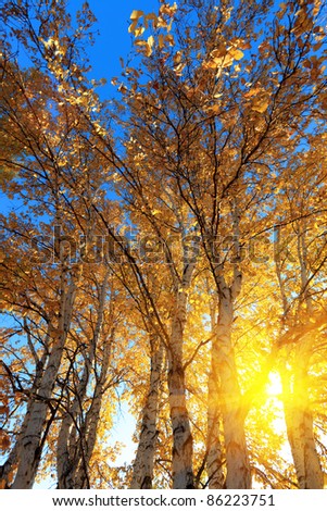 autumn scenery of the birch woods ,sunlight behind birch tree