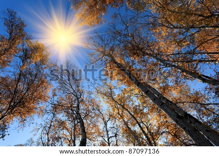 golden autumn of the birch woods
