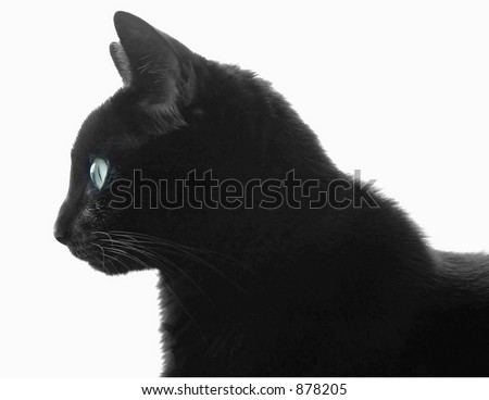Cat In Profile. cat profile over white