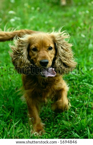 Happy dog running on the grass