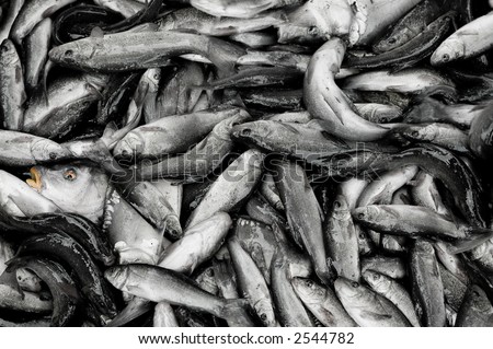 Fish texture with one stressed and scaried fish stucked between others