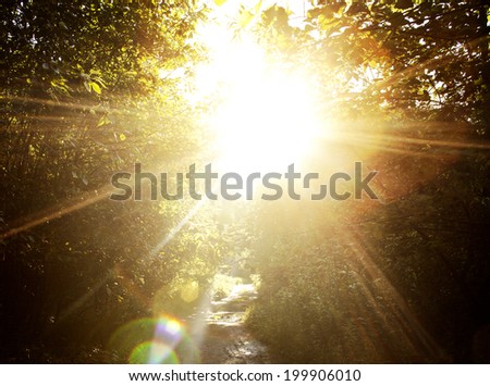 The sun through trees.