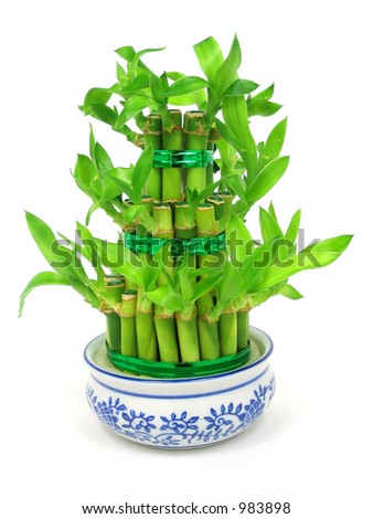 مبروووووووك الألفية ال 18 دكتور خليل Stock-photo-lucky-bamboo-dracaena-sanderiana-in-a-traditional-chinese-porcelain-pot-983898