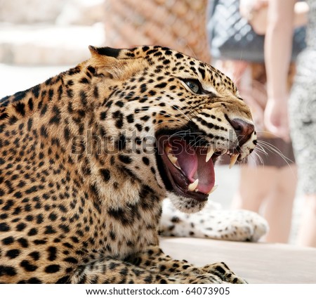 African Leopard Cat