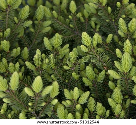 Green fresh pine shoots, well known in herbal medicine as a cold remedy and source for vitamin C.