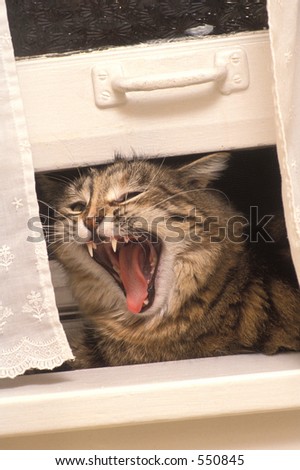 Cat Scream