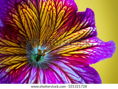 Purple and gold petunia flower macro