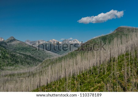 Line of burnt out trees along the Going to the Sun Road near Heavens Peak in Glacier National Park, Montana