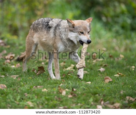 Mexican gray wolf (Canis lupus) with bone in mouth