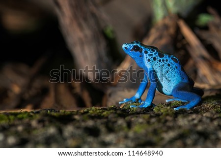 Blue poison frog (Dendrobates tinctorius) profile in the woods