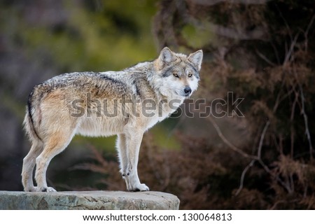 Mexican gray wolf (Canis lupus) standing on rocky ledge