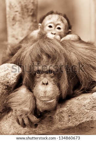 Baby orangutan peeking over the face of its mother