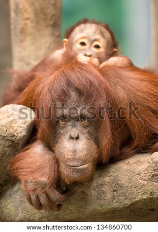Baby orangutan peeking over the face of its mother