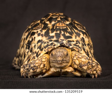 The Leopard tortoise (Stigmochelys pardalis) is a large and attractively marked tortoise found in the savannas of eastern and southern Africa