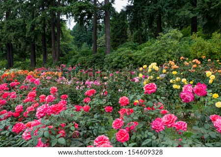 Many Roses In Front Of A Forest At The International Rose Test Garden In Washington Park In Portland, Oregon