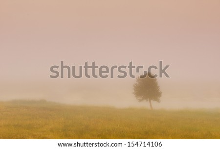 Lone tree in the fog off the Grand Loop Road in the Lower Geyser Basin area of Yellowstone National Park, Wyoming