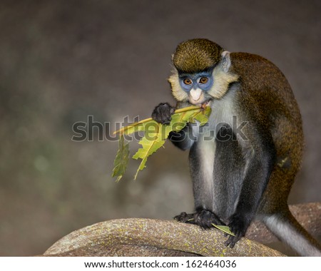 Red-tailed monkey, black-cheeked white-nosed monkey, red-tailed guenon, or Schmidt\'s guenon (Cercopithecus ascanius) eating a leaf