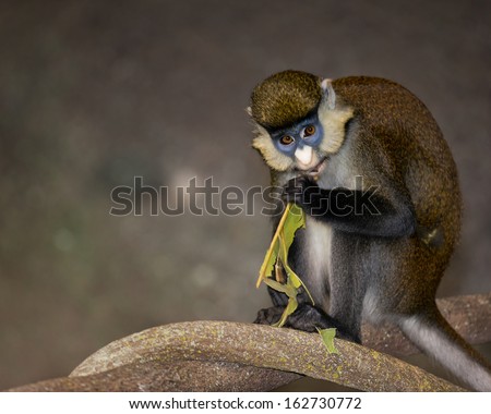 Red-tailed monkey, black-cheeked white-nosed monkey, red-tailed guenon, redtail monkey, or Schmidt\'s guenon (Cercopithecus ascanius) eating