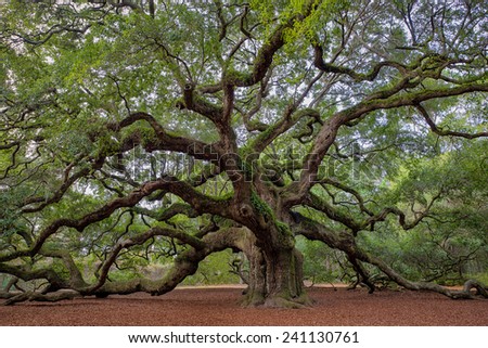 Old Southern live oak (Quercus virginiana) tree