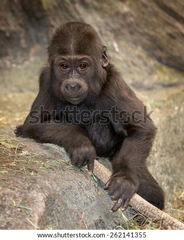 Baby female western lowland gorilla portrait