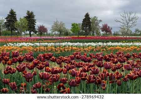 Field of rows of tulips in Holland, Michigan