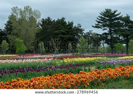 Field of tulips in meadow in Holland, Michigan