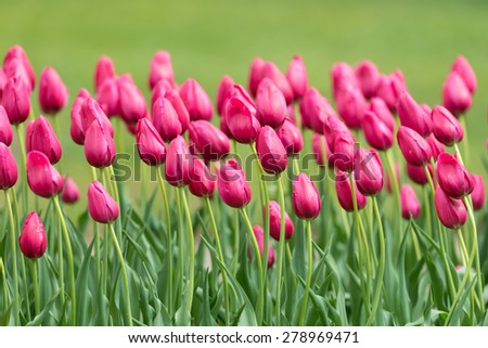 Pink tulips in Centennial Park in Holland, Michigan
