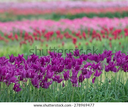 Rows of purple red and pink tulips