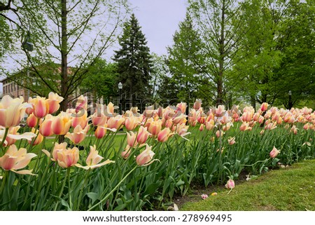 Row of orange tulips in Centennial Park in Holland, Michigan