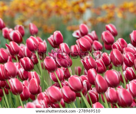 Toyota tulips in Centennial Park in Holland, Michigan
