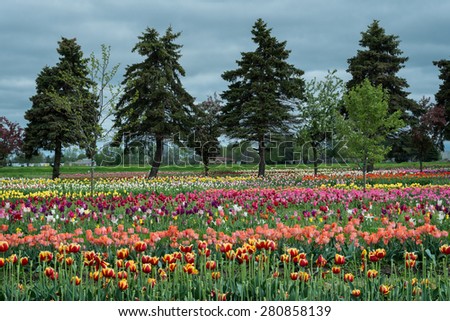 HOLLAND, MICHIGAN - MAY 13: Veldheer Tulip Gardens off Quincy Street on May 13, 2015 in Holland, Michigan