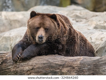 Male Alaskan Brown Bear resting on log