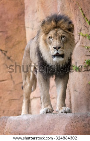 Male African lion standing on ledge