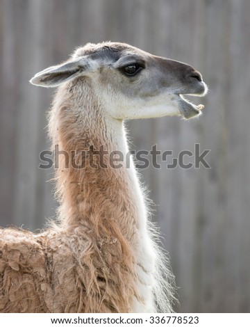 Guanaco (Lama guanicoe) profile portrait