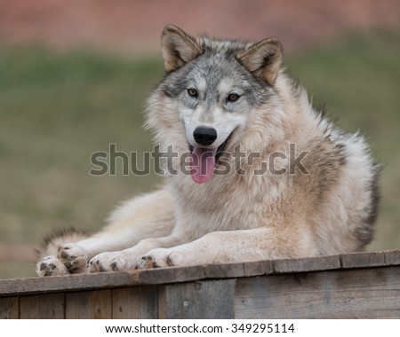 Timber wolf (Canus lupis) laying