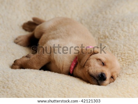 Sleeping Yellow Labrador Puppy with Pink Collar
