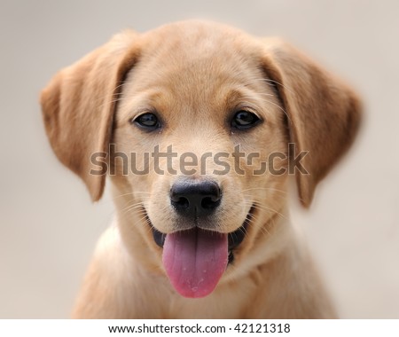 Yellow  Puppies on Yellow Labrador Puppy Portrait Stock Photo 42121318   Shutterstock