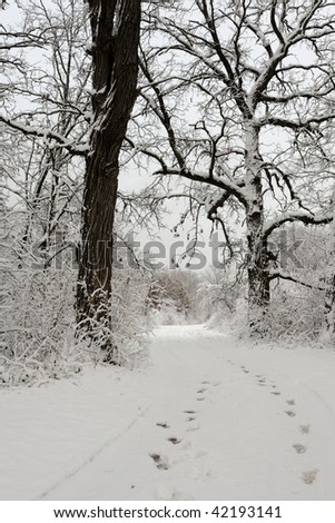 Footprints on forest path through snow