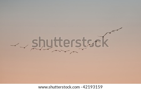 Birds flying in V formation