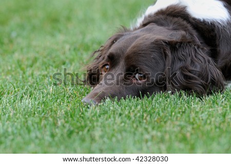Sideways glance from dog (Small Muensterlander)