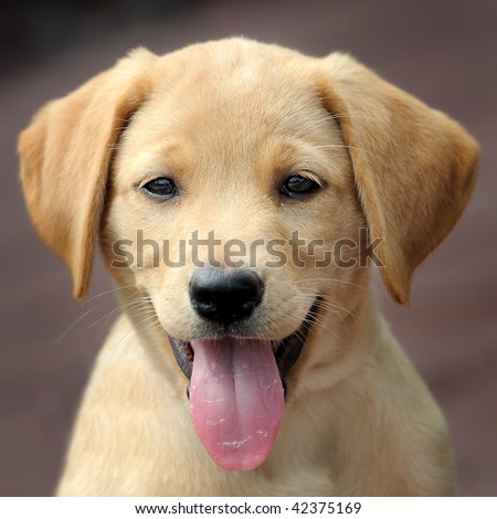  Puppies on Yellow Labrador Puppy Portrait With Hanging Tongue Stock Photo
