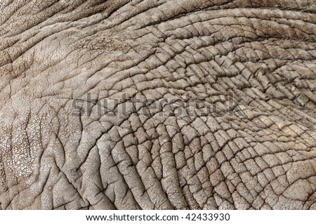 African elephant hide