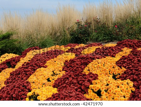 Waves of gold and burgundy  flowers