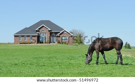 Horse grazing in front yard