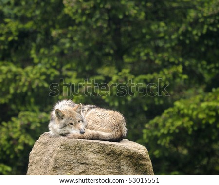 Mexican gray wolf (Canis lupus baileyi) sleeping on rock