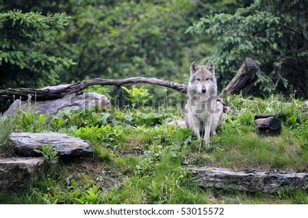 Mexican gray wolf (Canis lupus baileyi) sitting in the woods